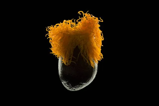"bird of paradise seed"