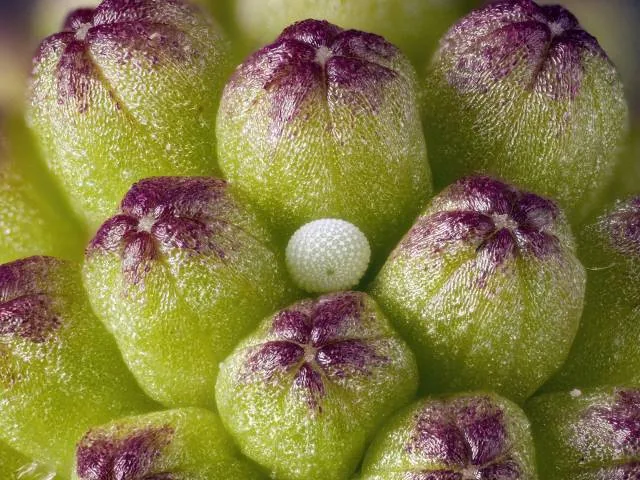 "Butterfly egg on pink powderpuff bud"