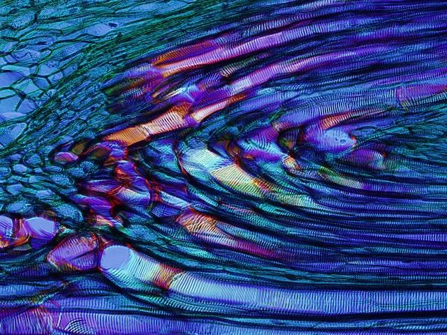 "cup fern longitudinal section" image