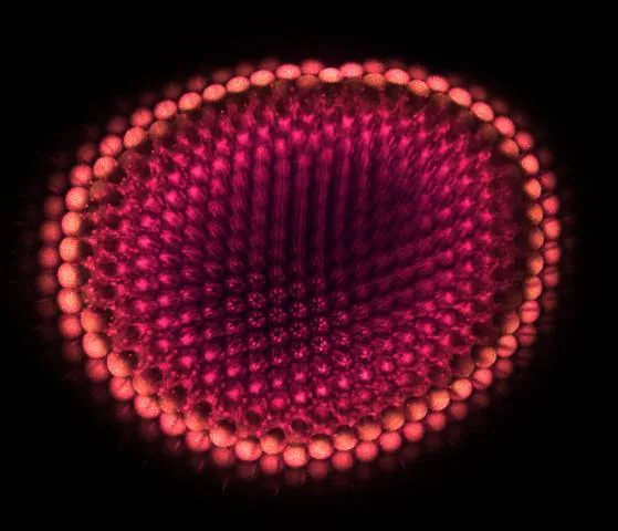 "fruit fly eye"