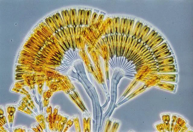 "marine diatom"