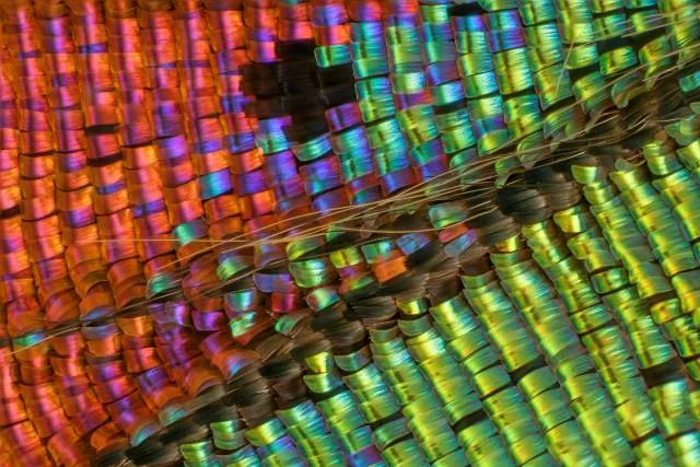 "moth wing"