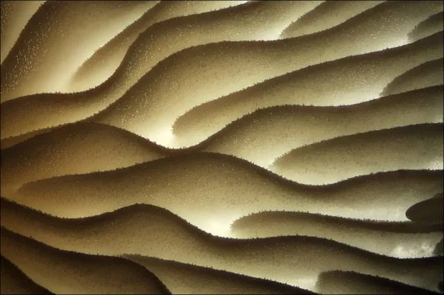 "mushroom gills"