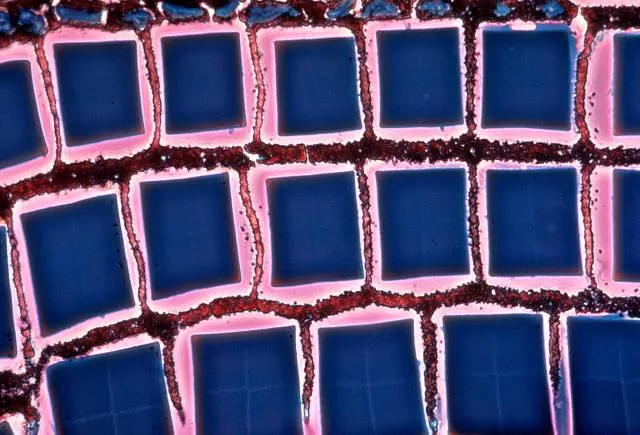 compound shrimp eye