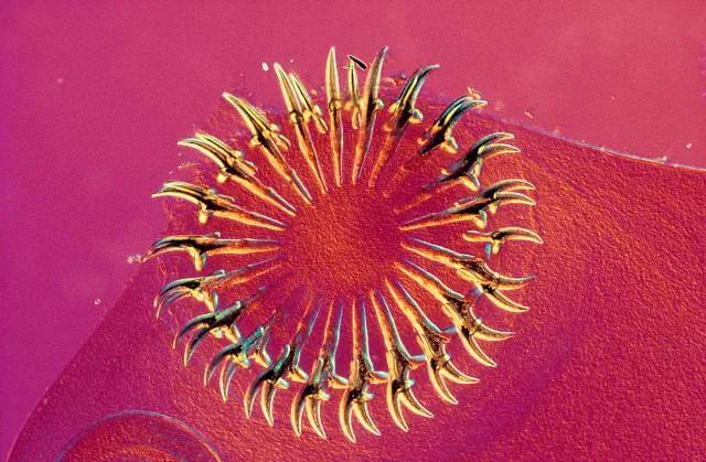 tapeworm head