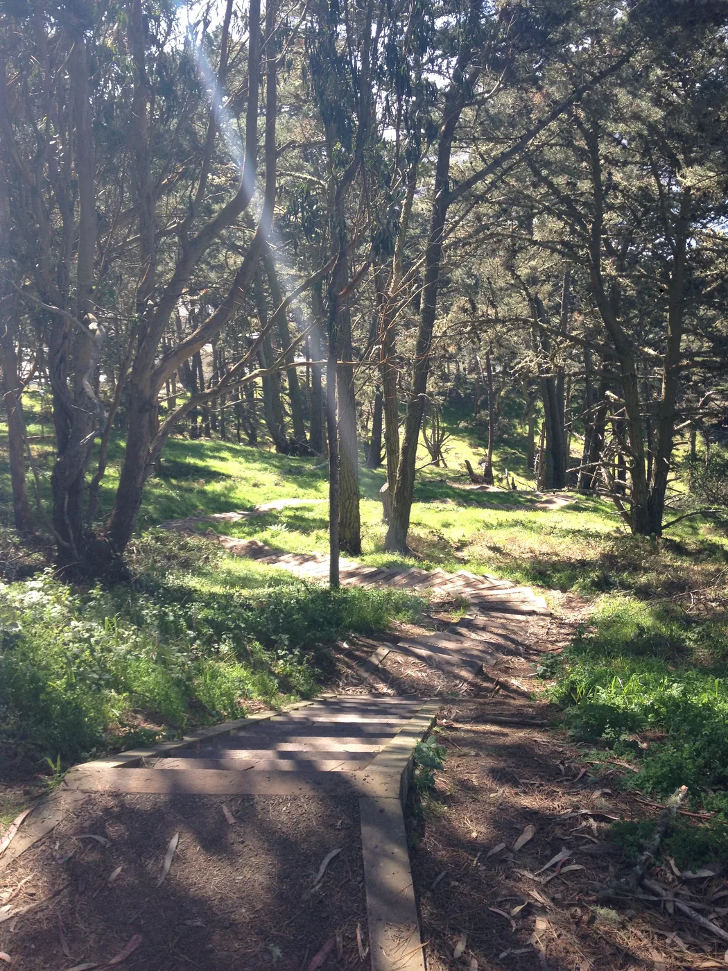 Presidio Path San Francisco Forest