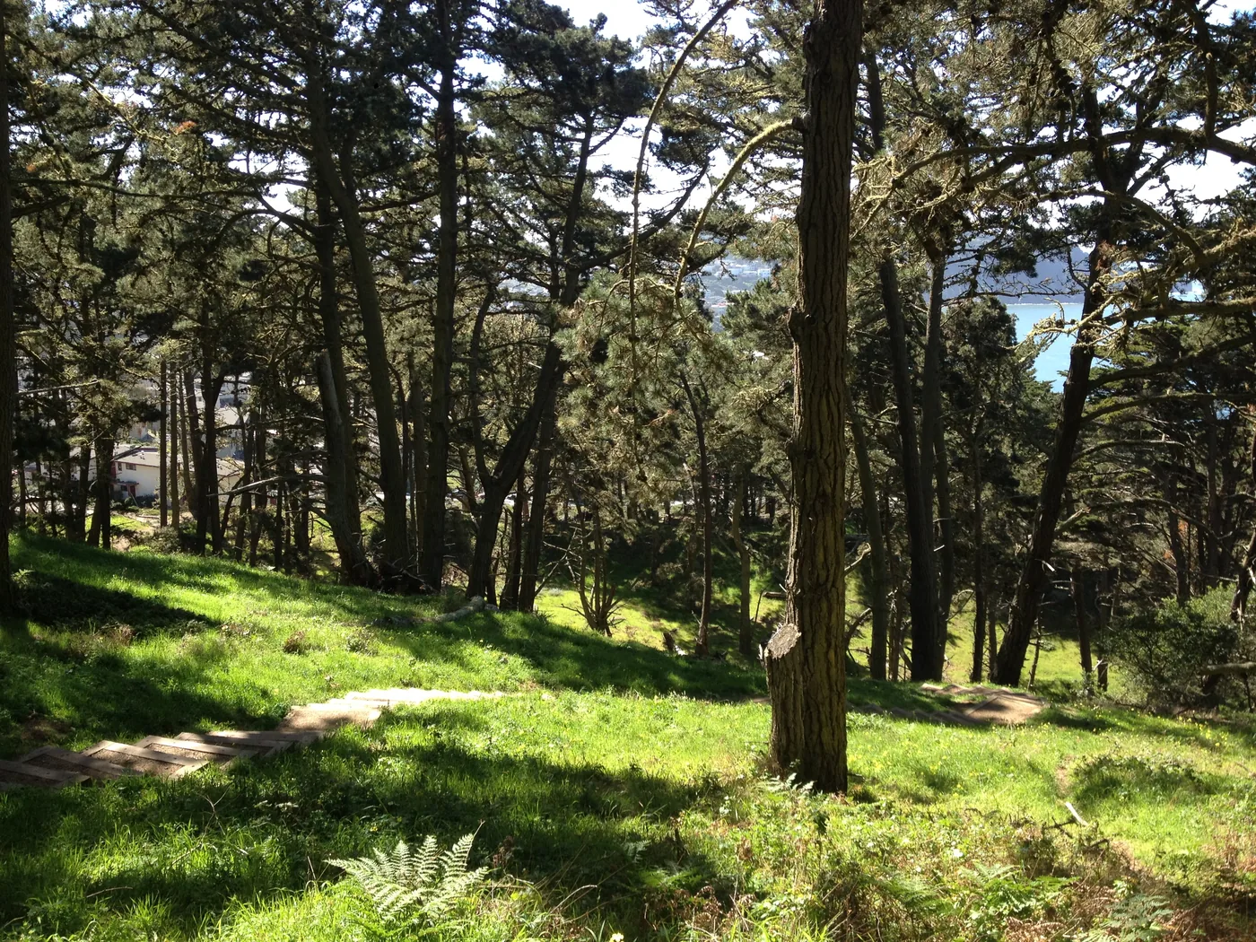 Presidio Path, SF, Forest