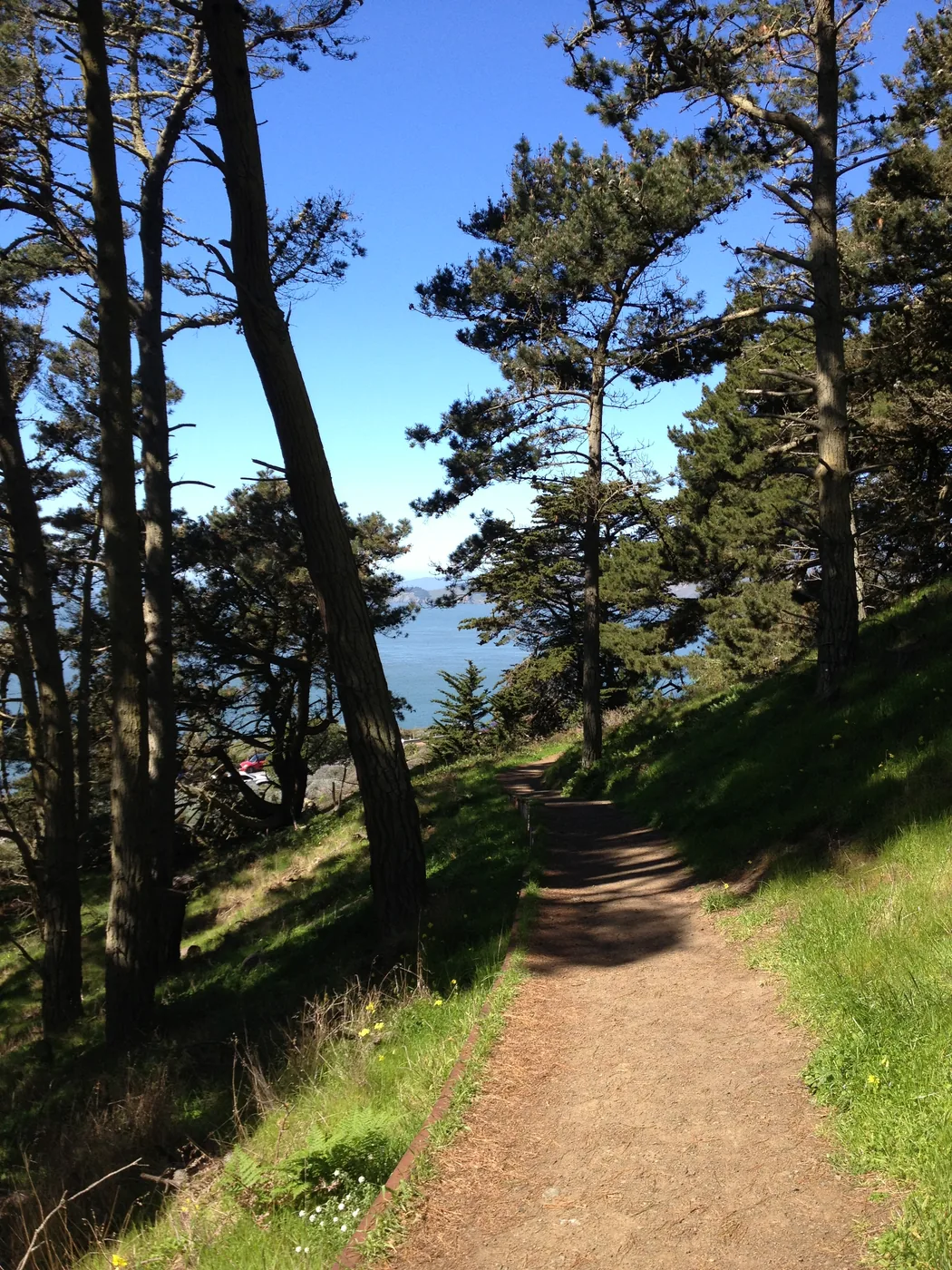Presidio Path San Francisco Forest