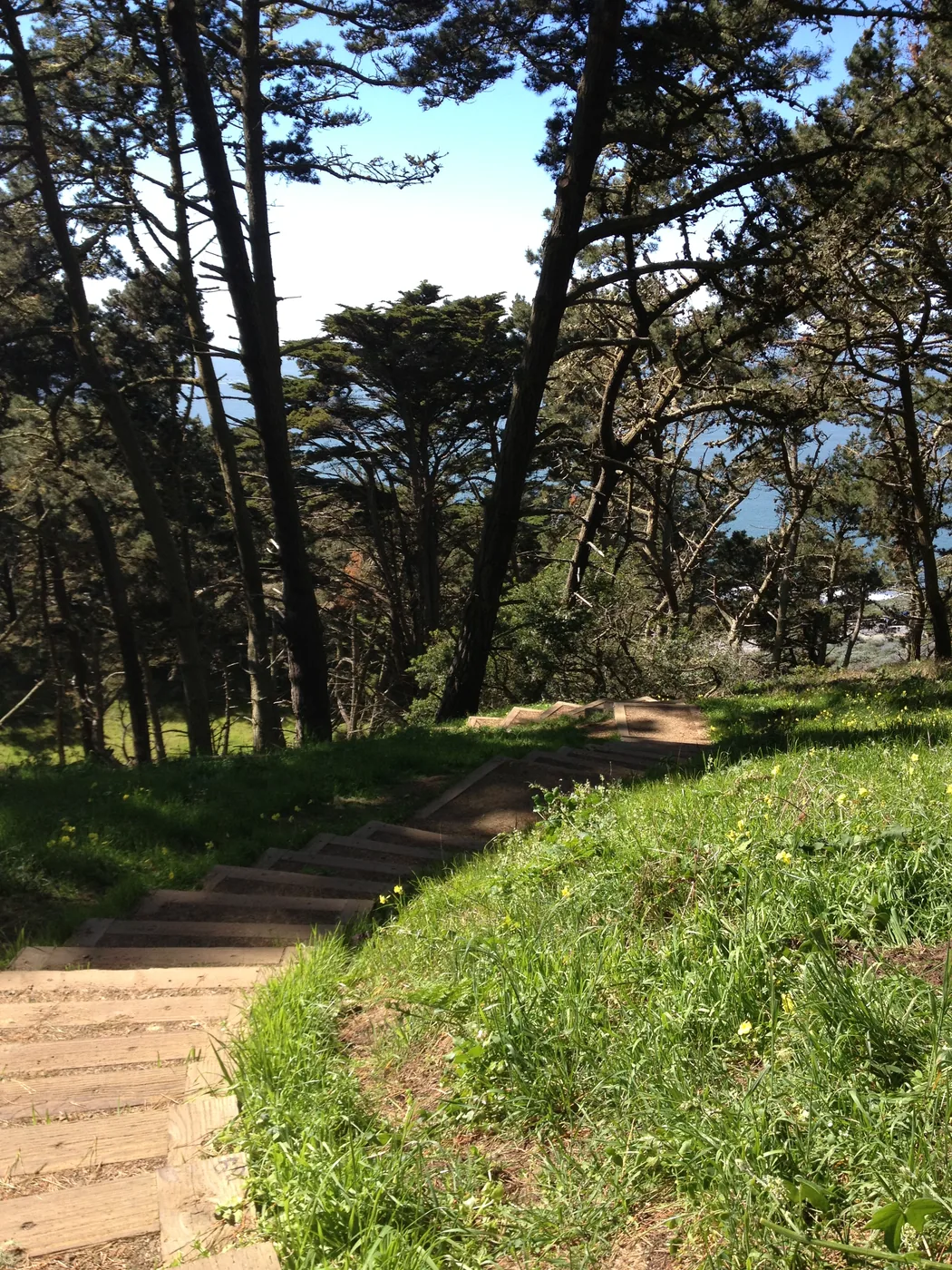 Presidio, Path, Sea, Forest, Green, San Francisco,