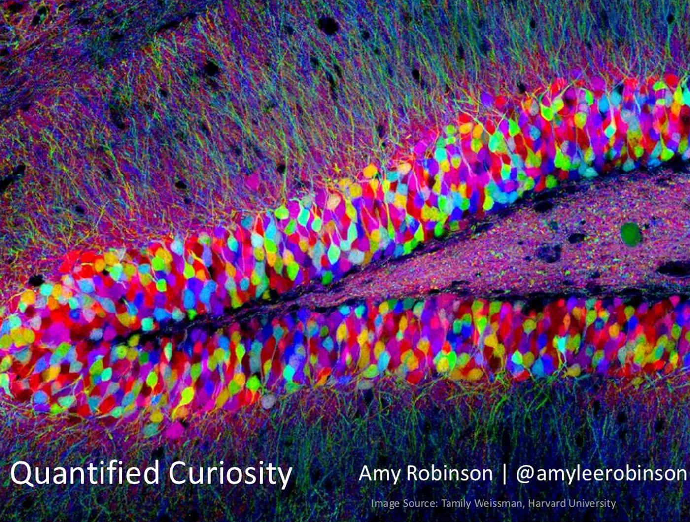 Quantified Curiosity brainbow Amy Robinson