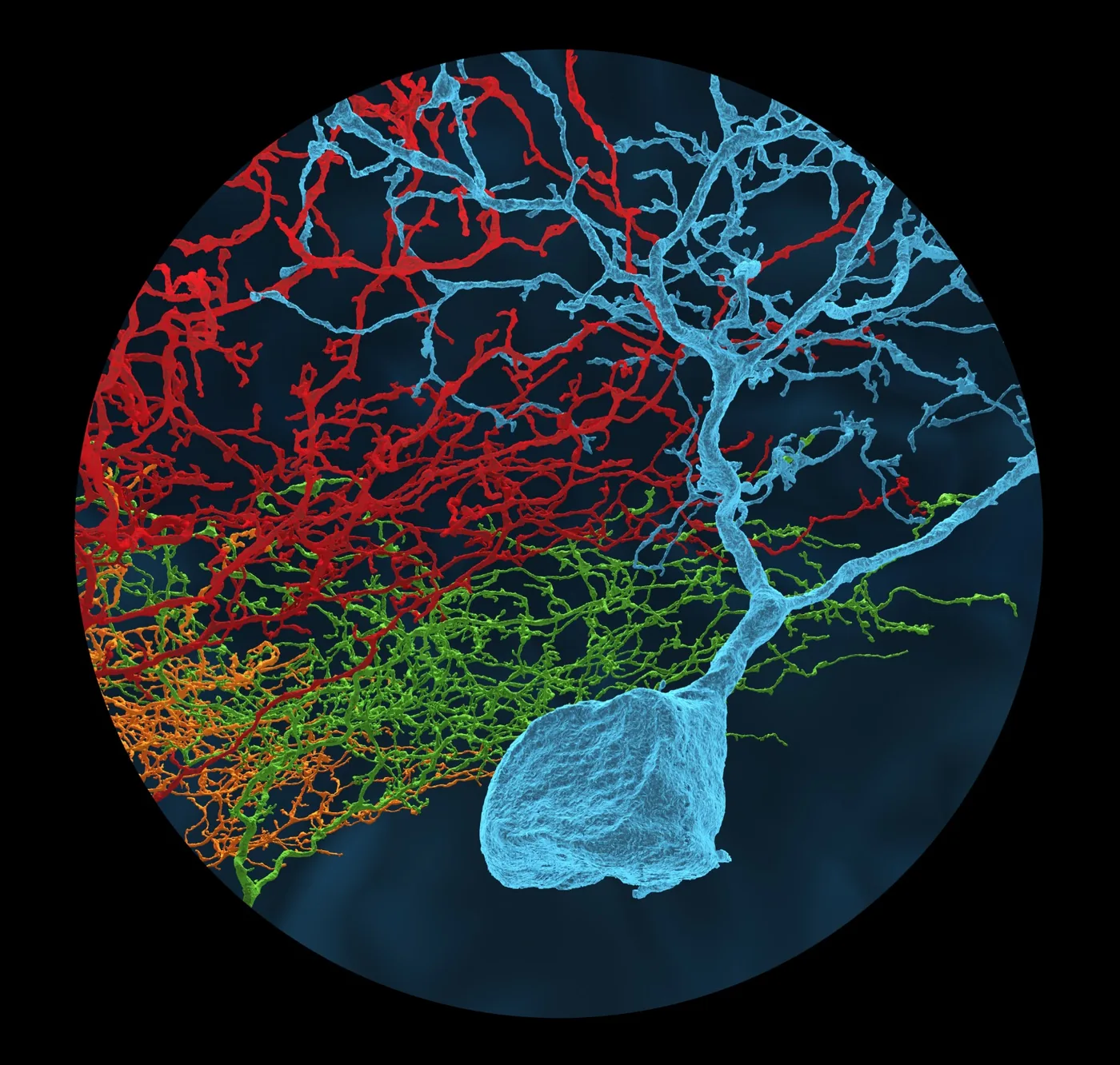 neurons reconstructed in eyewire, connectome