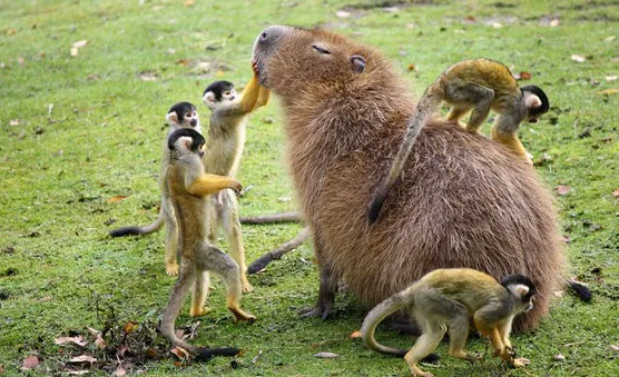 capybara and monkeys hehe
