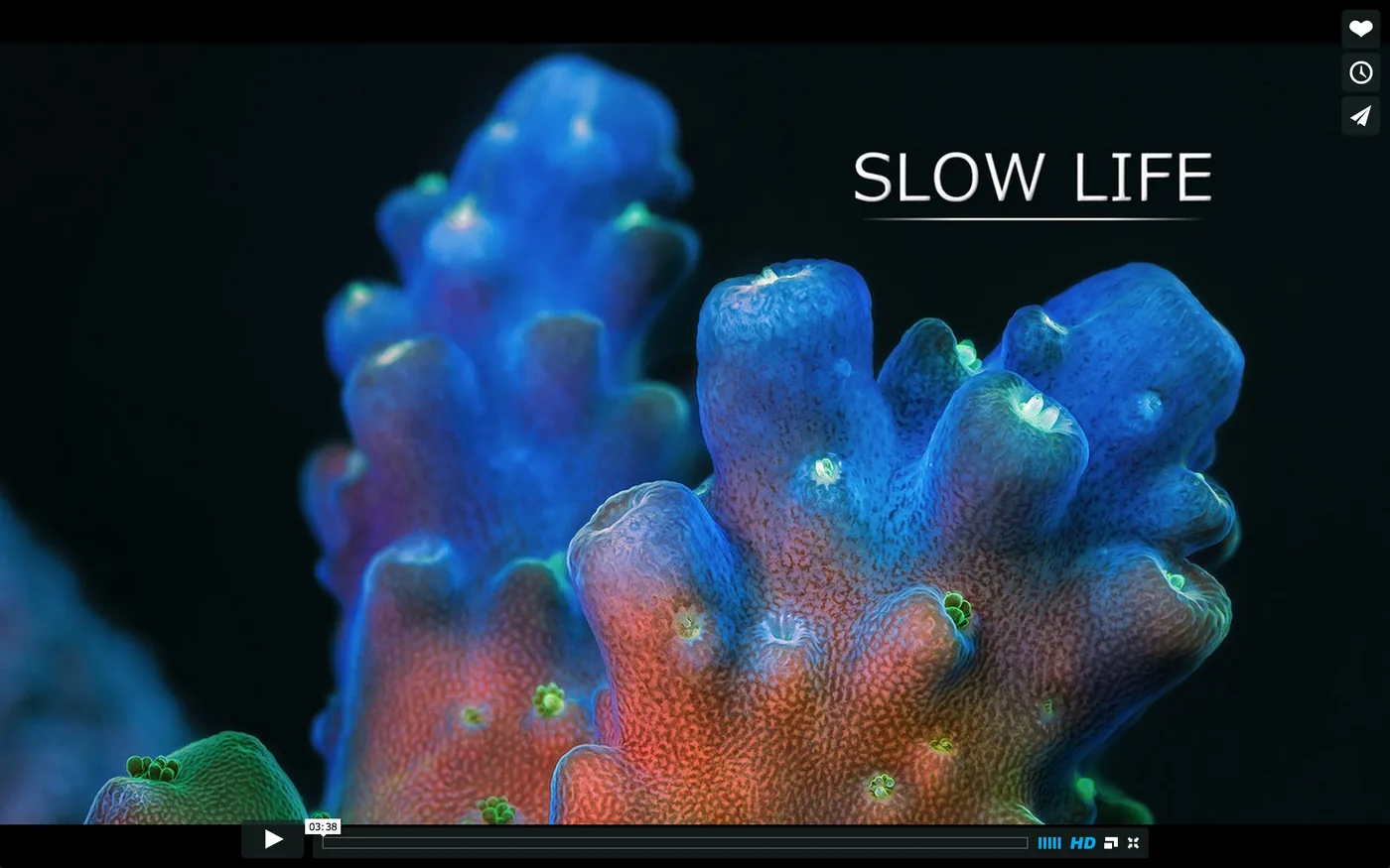 slow life title frame Daniel Stupin