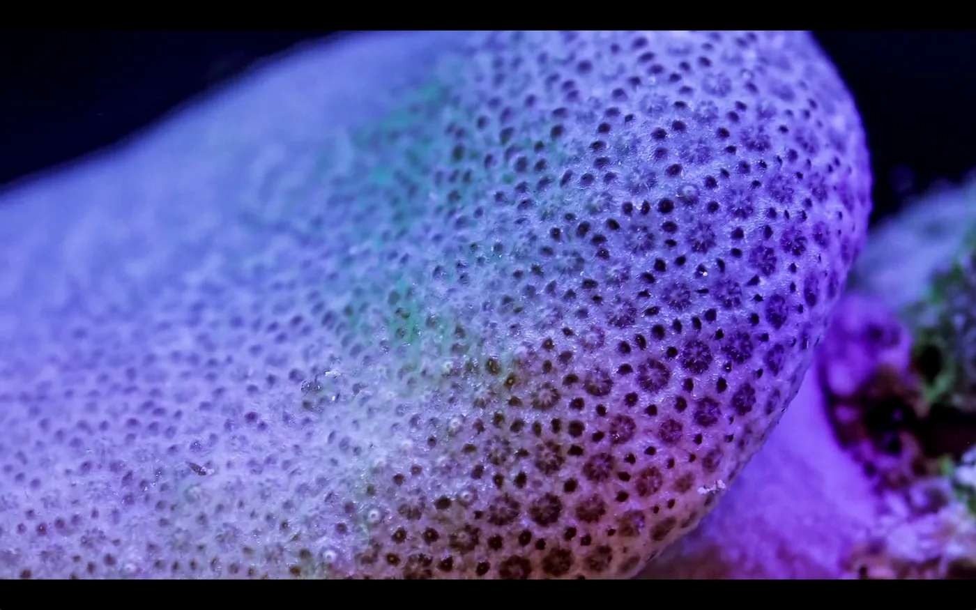 macro coral Daniel Stupin video Slow Life