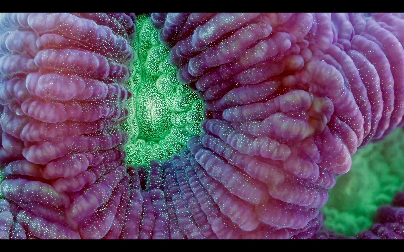 macro coral image Daniel Stupin in Slow Life Video, coral, macro coral, photography, nature