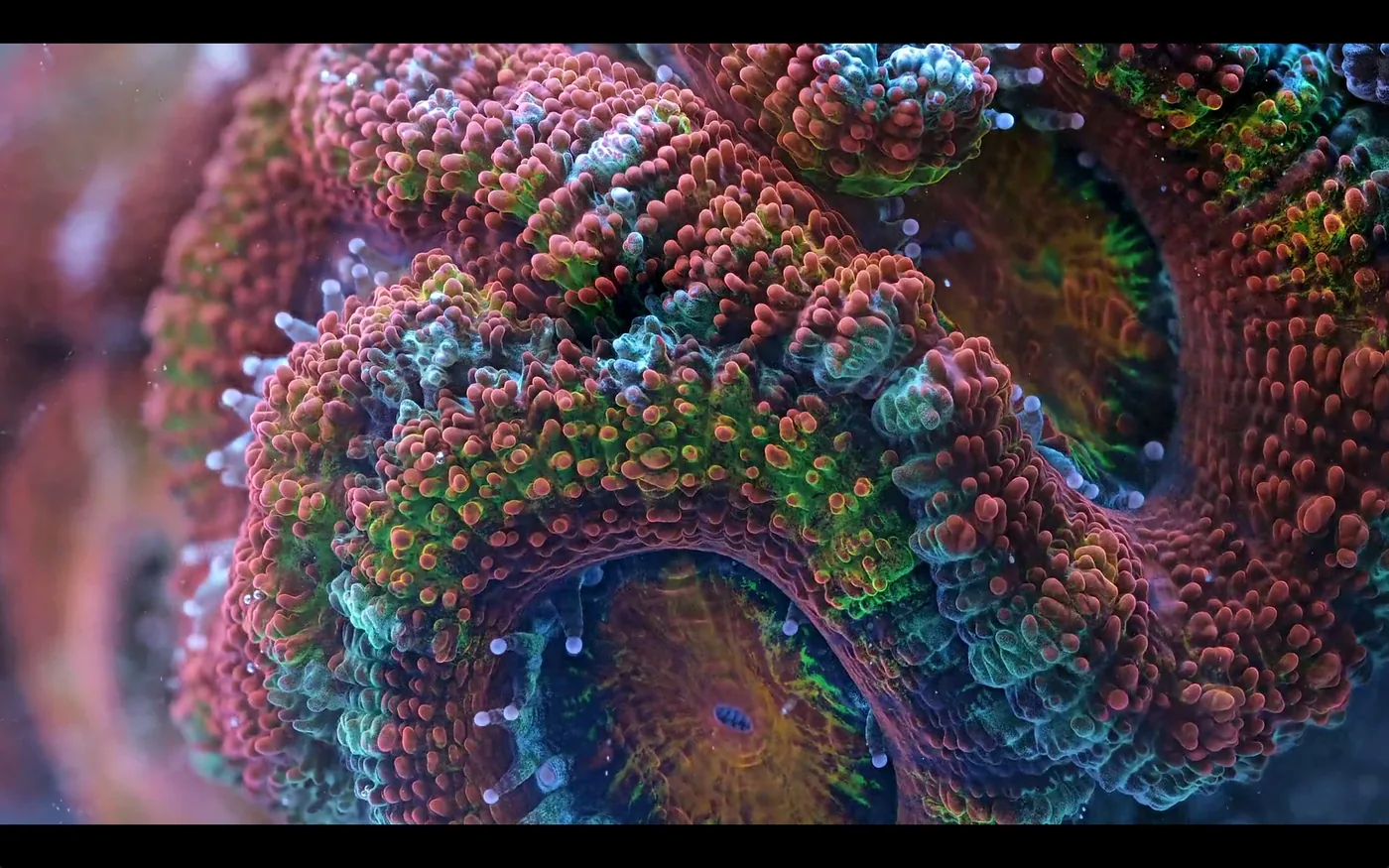 macro coral image Daniel Stupin in Slow Life Video, coral, macro coral, photography, nature