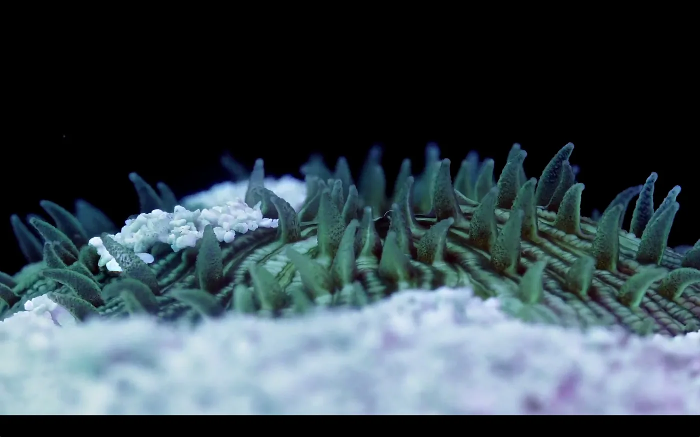 macro coral image Daniel Stupin in Slow Life Video, coral, macro coral, photography, nature