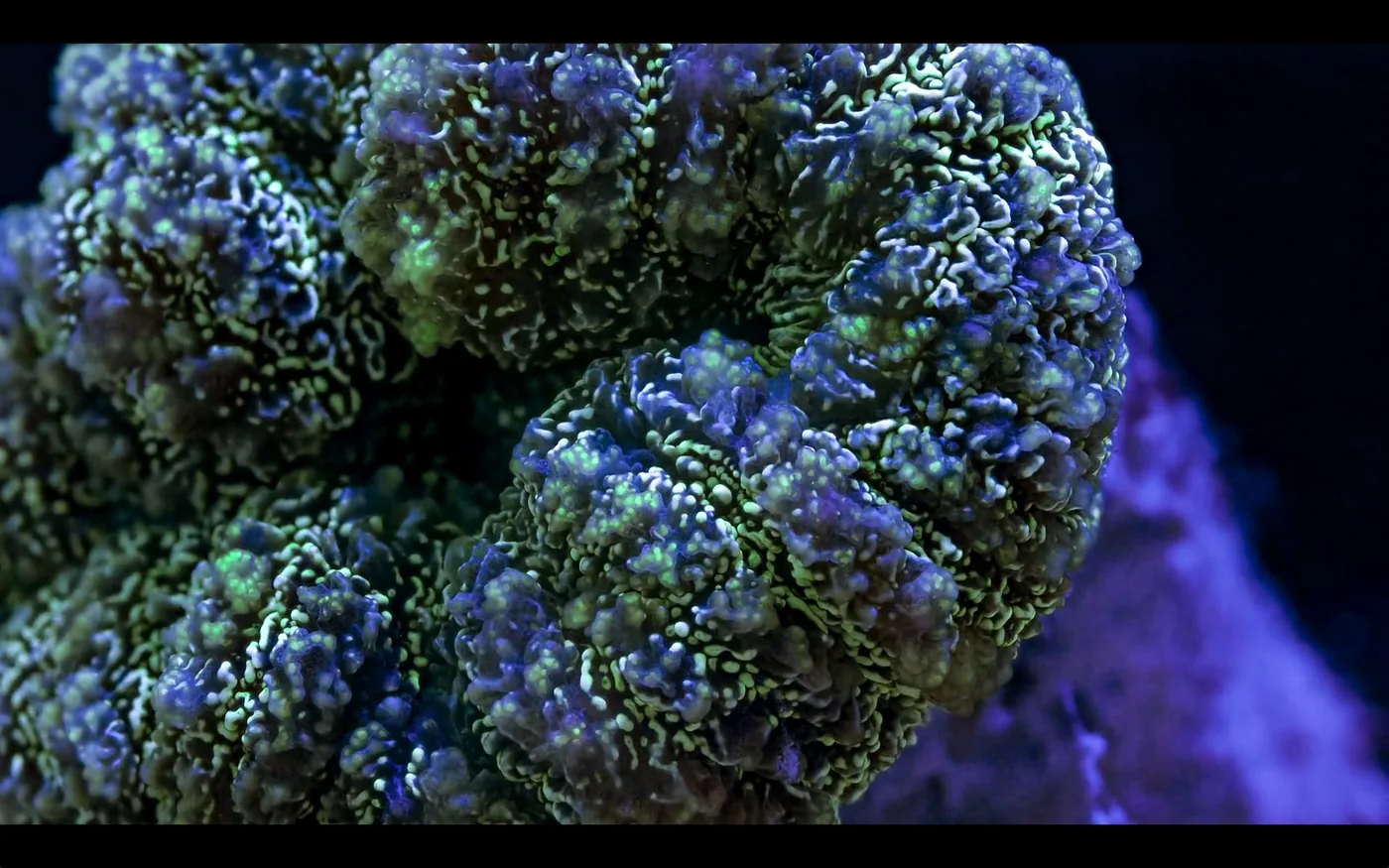 macro coral image Daniel Stupin in Slow Life Video, coral, macro coral, photography, nature