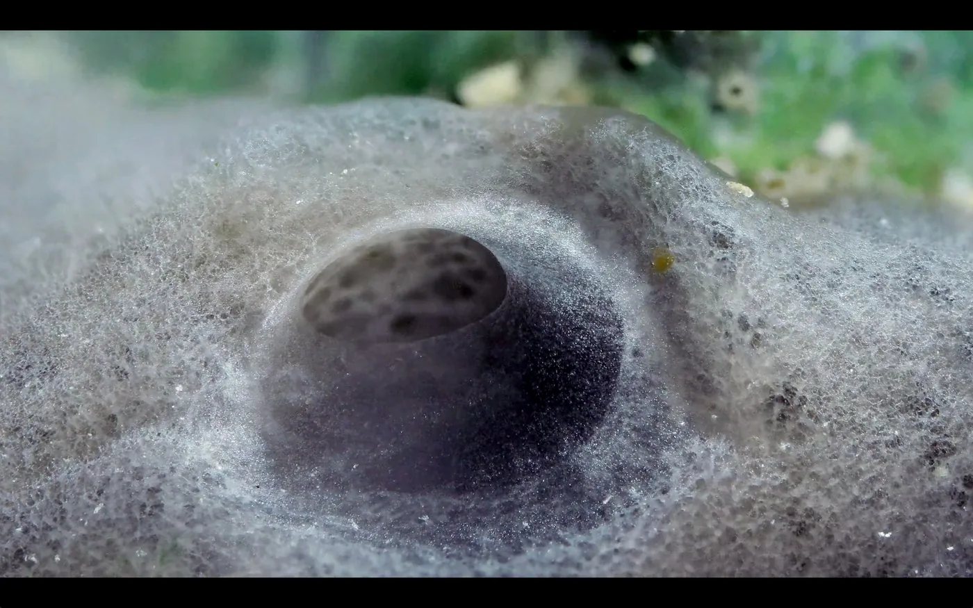 macro coral image Daniel Stupin in Slow Life Video, coral, macro coral, photography, nature