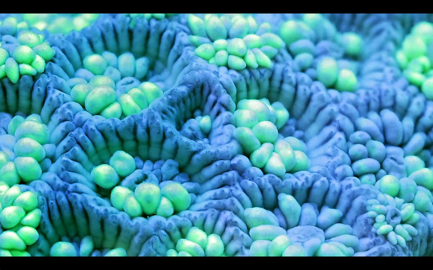 macro coral image Daniel Stupin in Slow Life Video, coral, macro coral, photography, nature