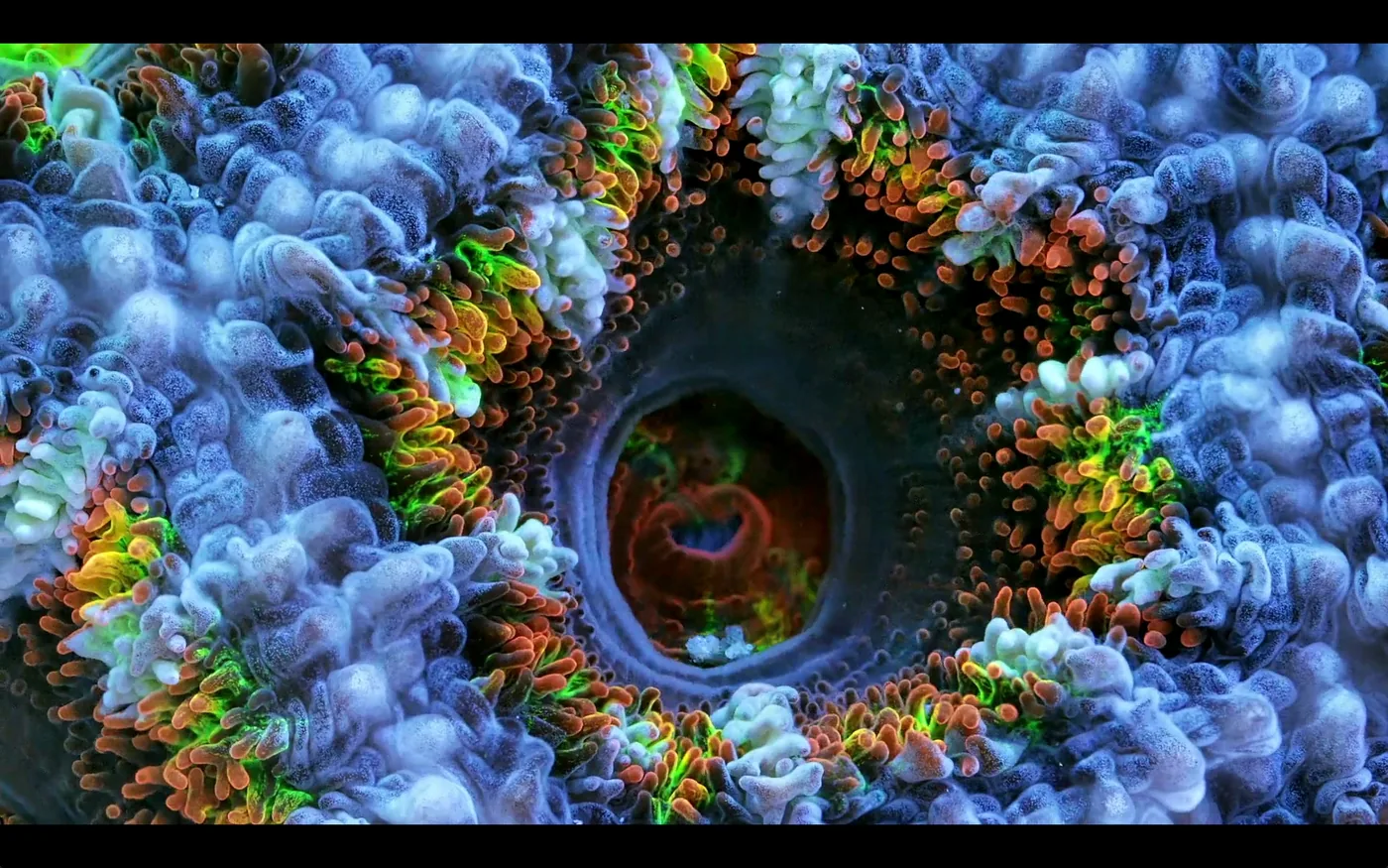 macro coral image Daniel Stupin in Slow Life Video, coral, macro coral, photography, nature
