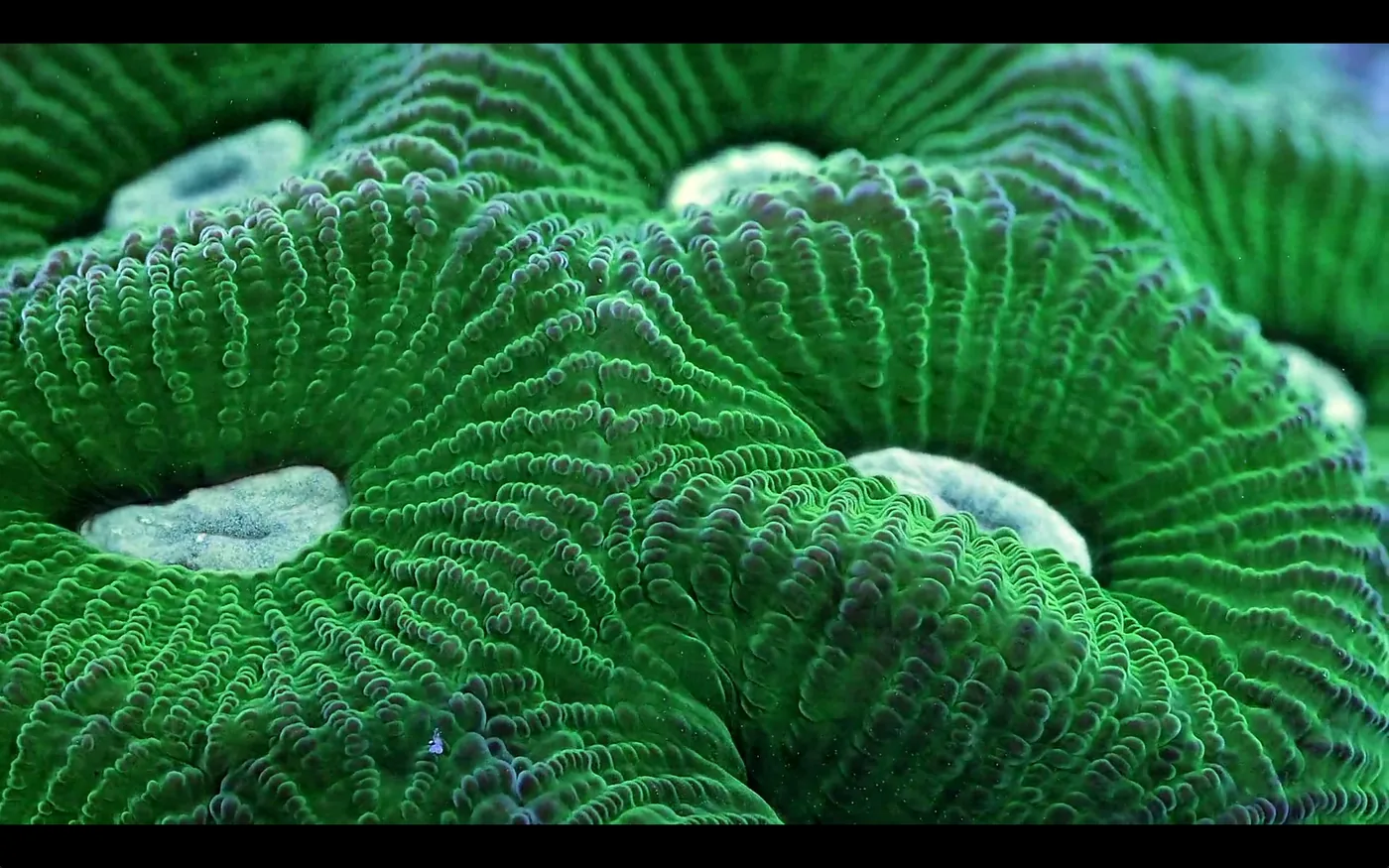 macro coral image Daniel Stupin in Slow Life Video, coral, macro coral, photography, nature