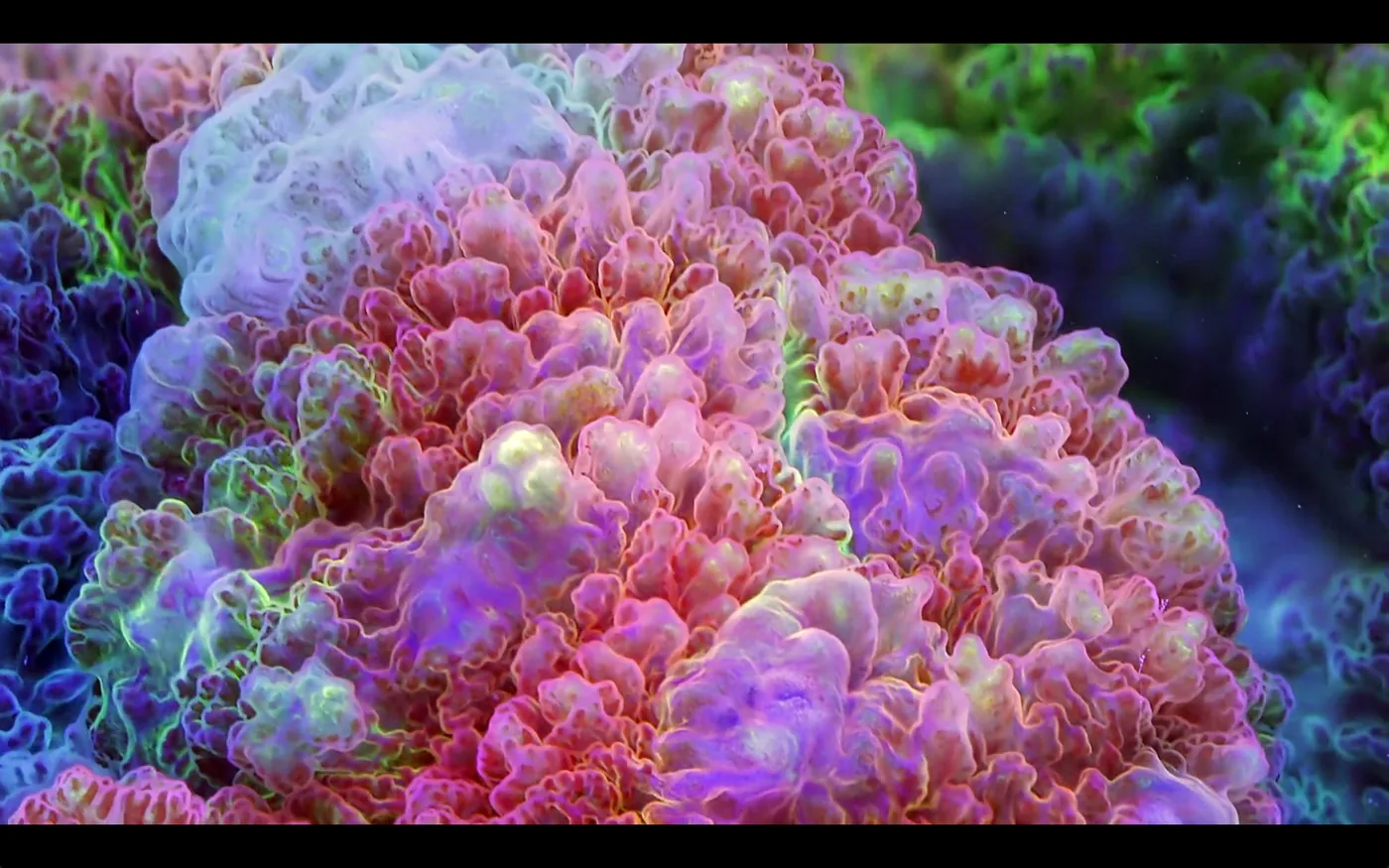 macro coral image Daniel Stupin in Slow Life Video, coral, macro coral, photography, nature