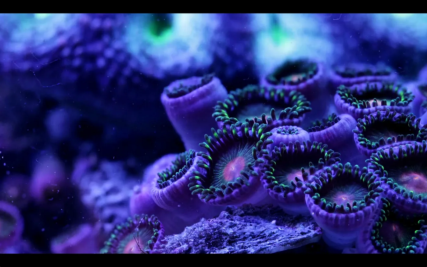 macro coral image Daniel Stupin in Slow Life Video, coral, macro coral, photography, nature