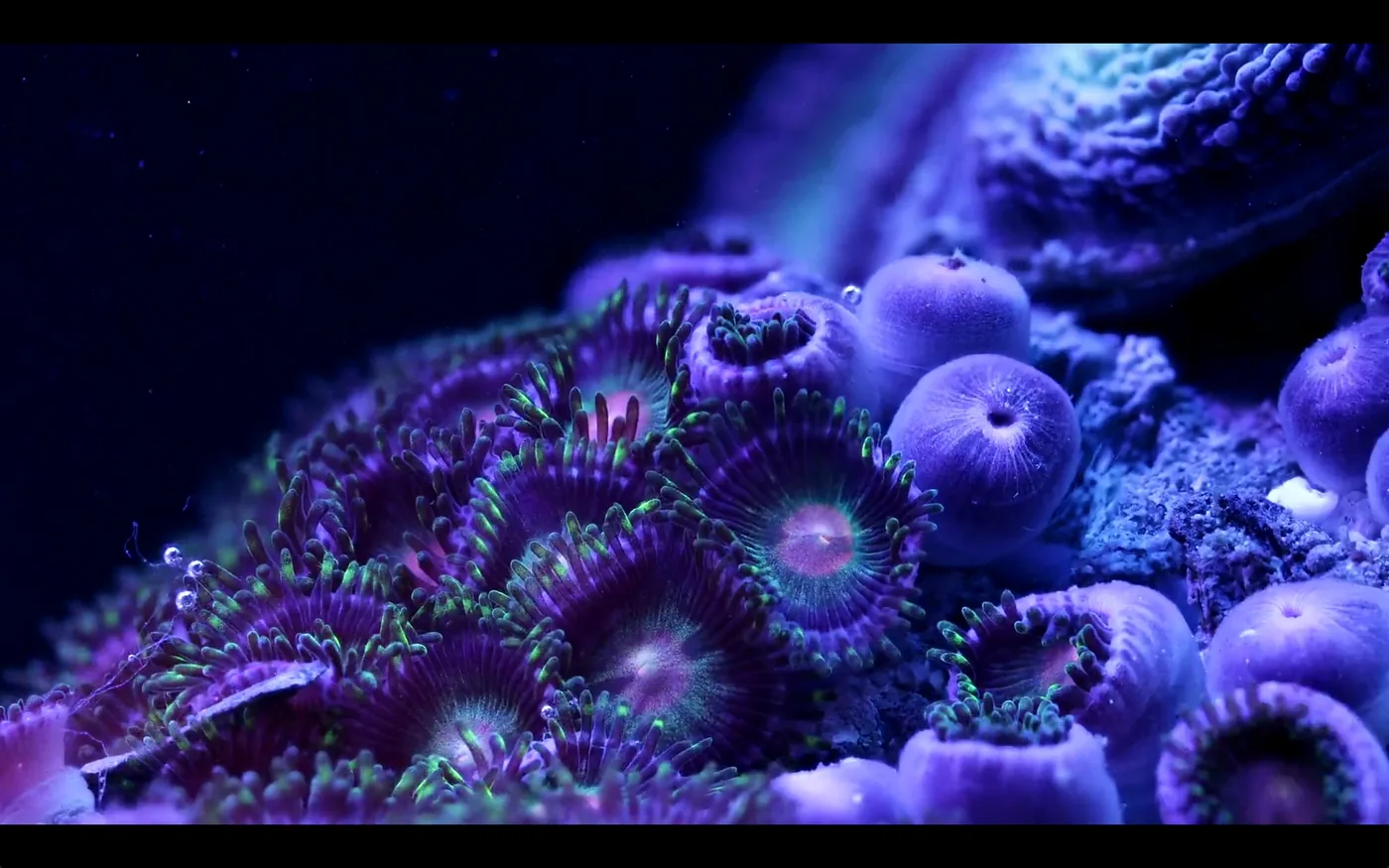 macro coral image Daniel Stupin in Slow Life Video, coral, macro coral, photography, nature