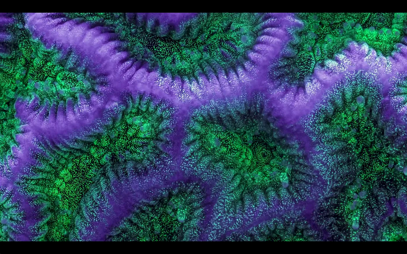 macro coral image Daniel Stupin in Slow Life Video, coral, macro coral, photography, nature