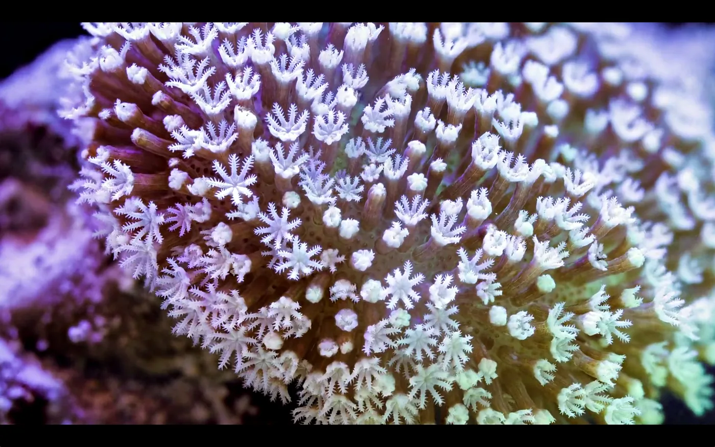 macro coral image Daniel Stupin in Slow Life Video, coral, macro coral, photography, nature