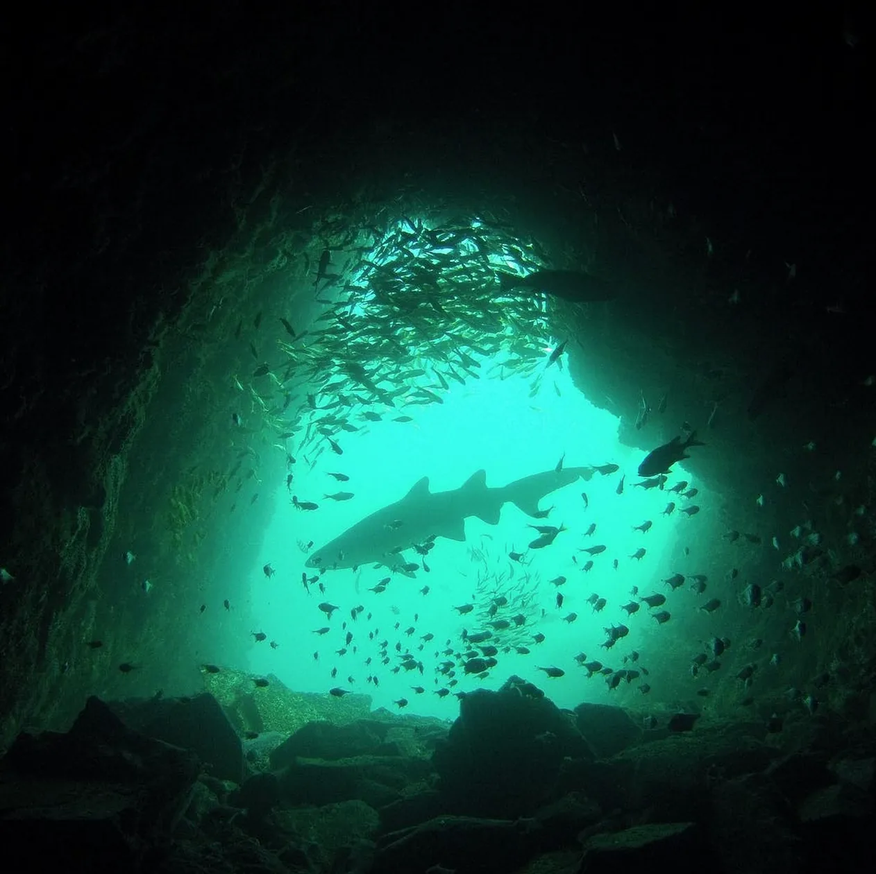 GoPro, Instagram