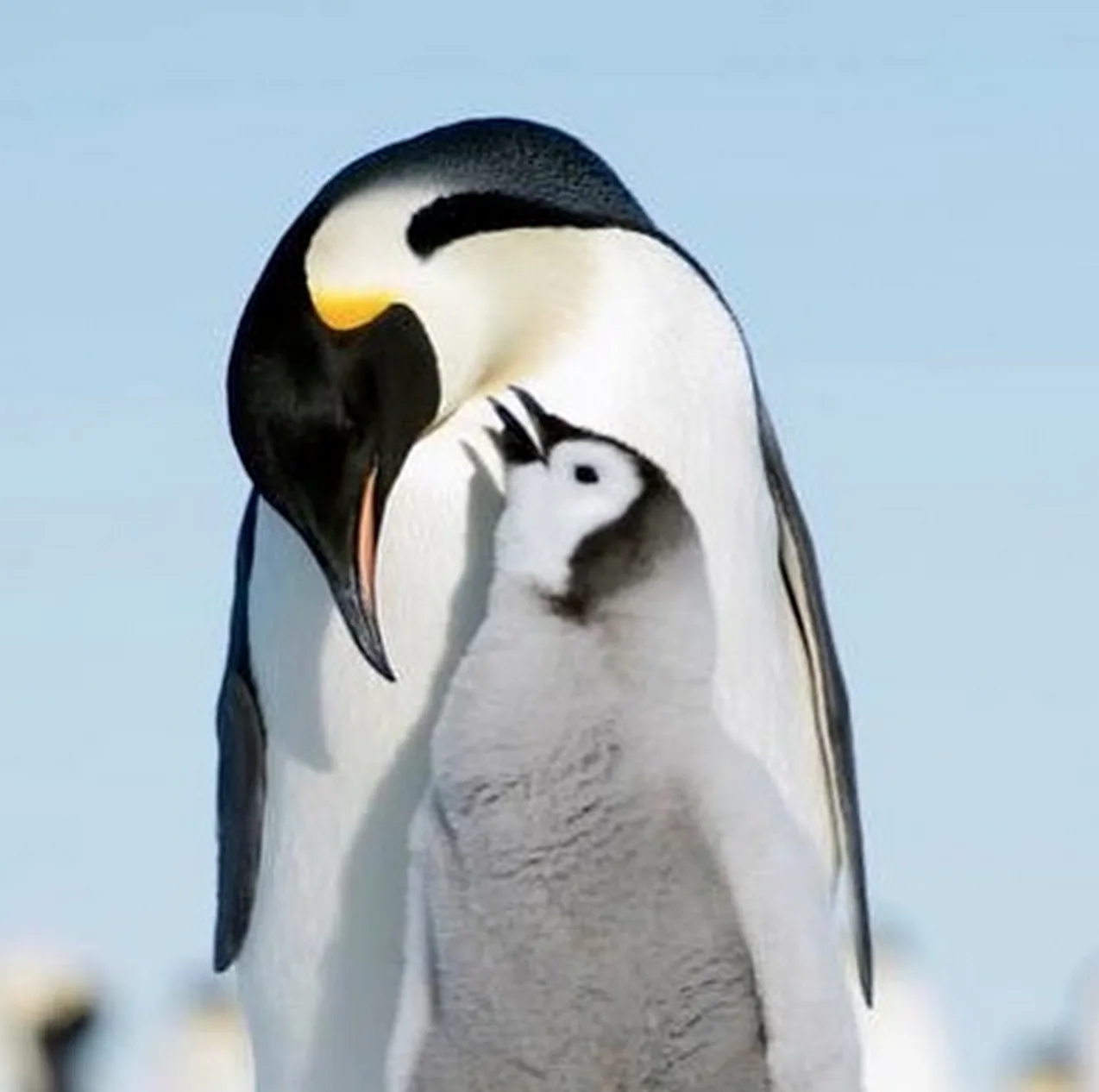 penguin, national geographic, Christopher Michel