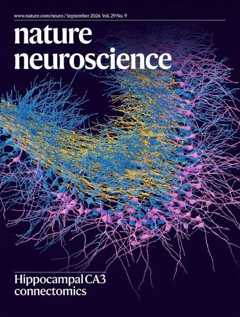 Nature Neuroscience cover, September 2026: Hippocampal CA3 connectomics