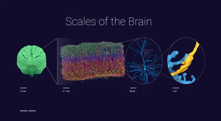 Scales of the brain: a whole brain, a cortical column, a neuron, and a synapse