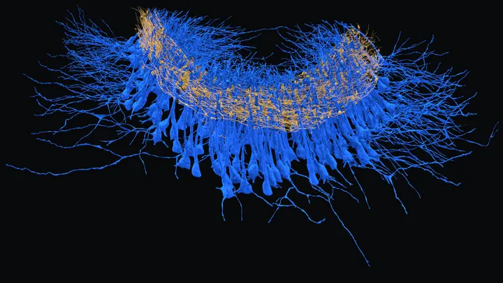 CA3 pyramidal cells in blue with mossy fiber axons in gold