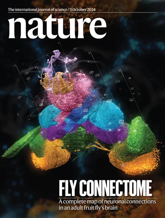 Nature cover for the fly connectome issue, a colorful fly brain