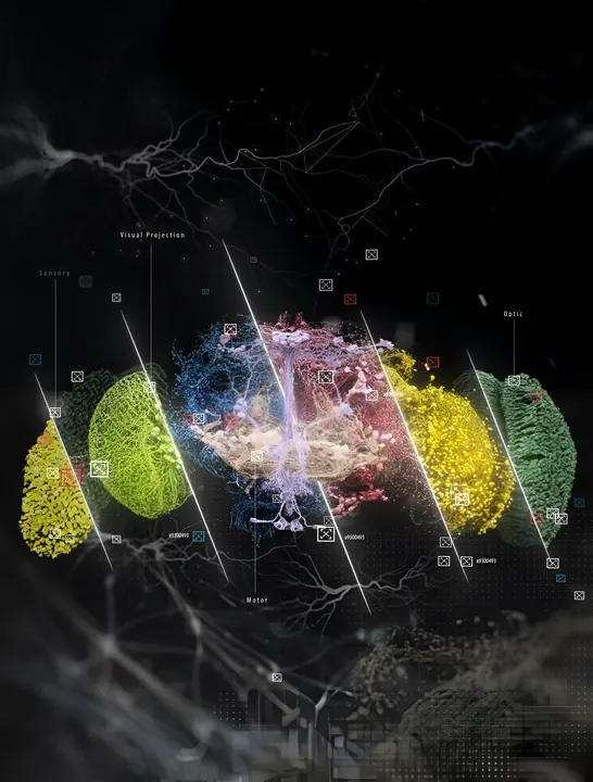 Perception concept render: a fly brain glowing in yellow, green and pink inside a dark field of neurons