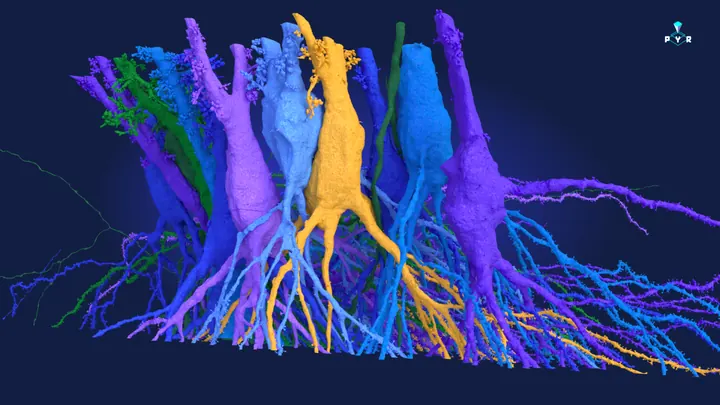 Pyramidal neurons from Pyr in purple, green and gold
