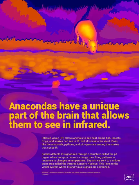 Zoo Brains poster: Anacondas have a unique part of the brain that lets them see in infrared.