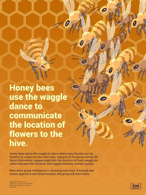 Zoo Brains poster: Honey bees use the waggle dance to communicate the location of flowers.