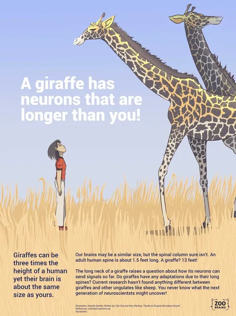 Zoo Brains poster: A giraffe has neurons that are longer than you!