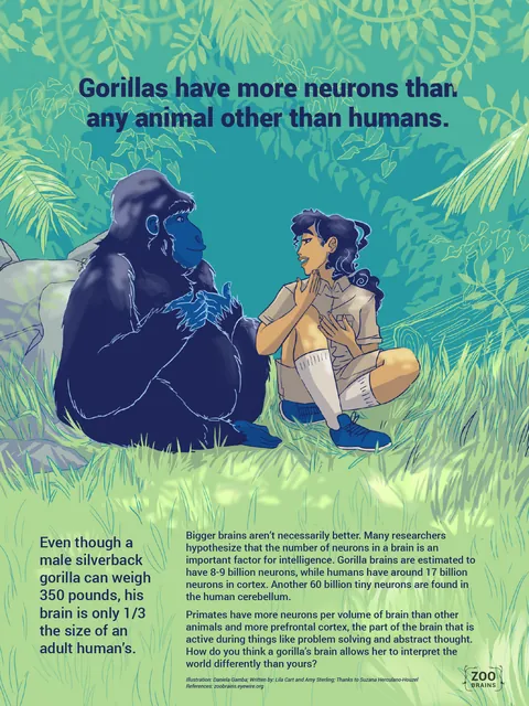 Zoo Brains poster: Gorillas have more neurons than any animal other than humans.