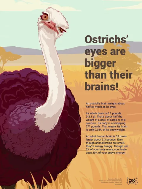 Zoo Brains poster: Ostriches' eyes are bigger than their brains!
