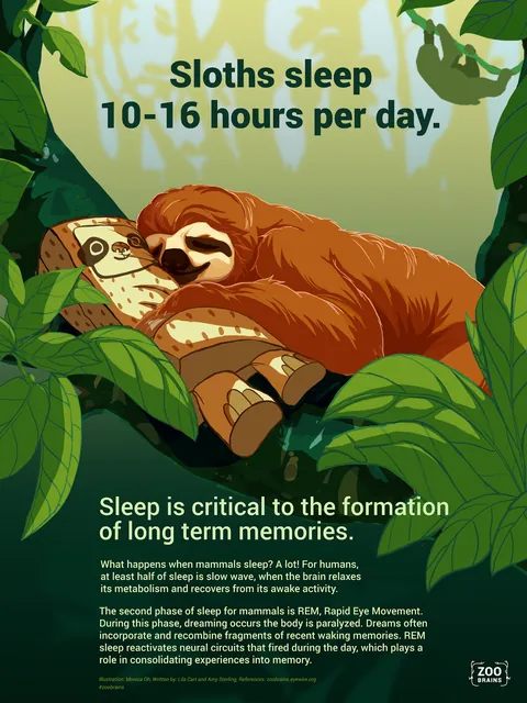 Zoo Brains poster: Sloths sleep 10 to 16 hours per day.