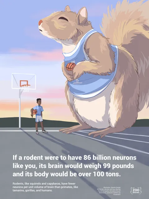 Zoo Brains poster: If a rodent had 86 billion neurons like you, its brain would weigh 99 pounds.